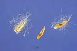 Zaden met vruchtpluis