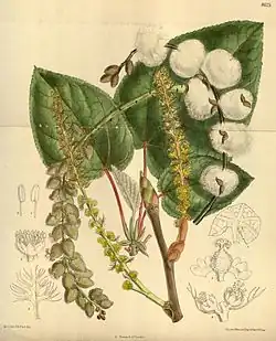 P. lasiocarpa - Curtis's Botanical Magazine