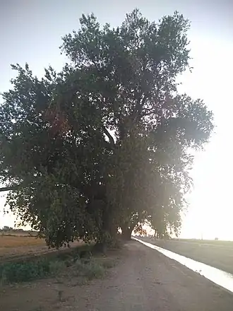 Populus mexicana