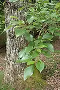 Populus yunnanensis in Hackfalls Arboretum