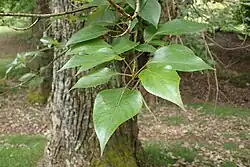 Populus yunnanensis in Hackfalls Arboretum