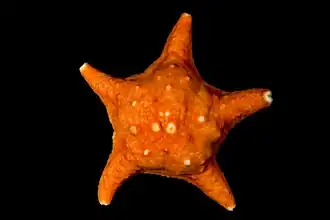 Poraniomorpha tumida