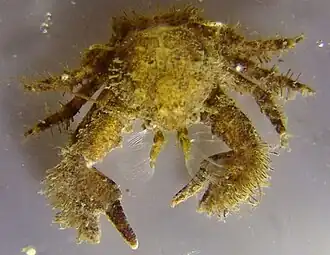 Harig porseleinkrabbetje