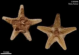 Porcellanaster ceruleus