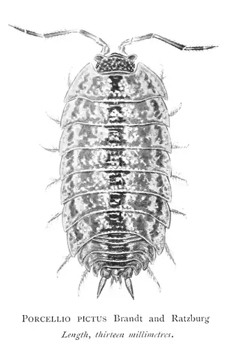 Porcellio pictus