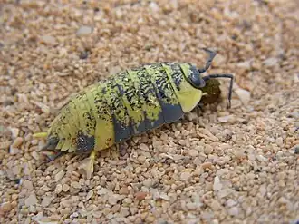 Porcellio spinipes