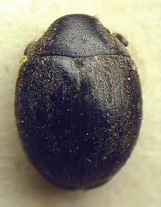 Porcinolus murinus