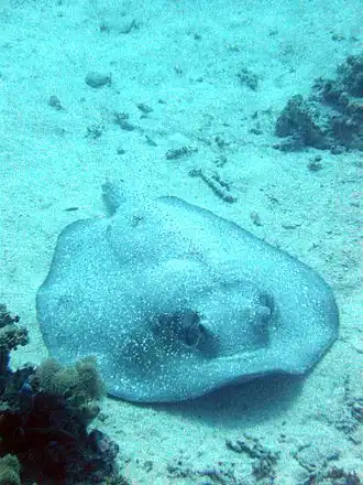 Urogymnus asperrimus