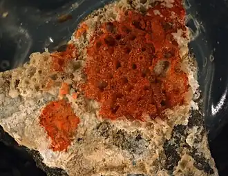 Poricella spathulata