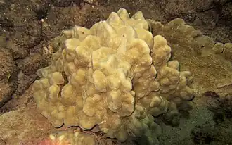 Porites evermanni