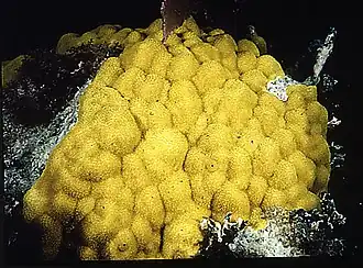 Porites astreoides