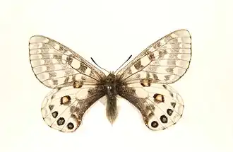 Parnassius orleans
