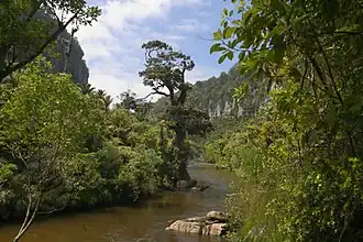 Weelderige gematigde regenwouden in het Nationaal park Paparoa