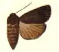 Agrotis brachystria