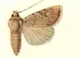 Euxoa catenula