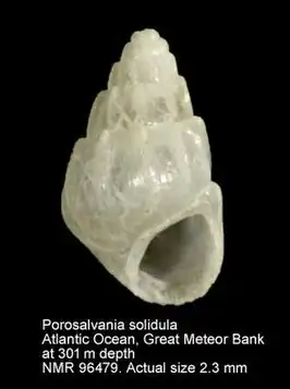 Porosalvania solidula
