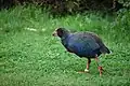 Takahe (Porphyrio hochstetteri)