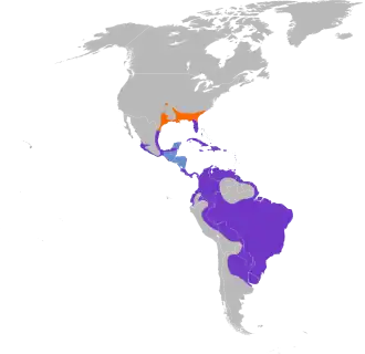 Amerikaans purperhoen