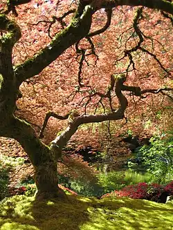 Een Japanse esdoorn (Acer palmatum)