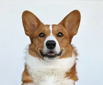 Welsh corgi Cardigan