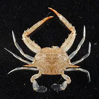 Portunus (Portunus) anceps