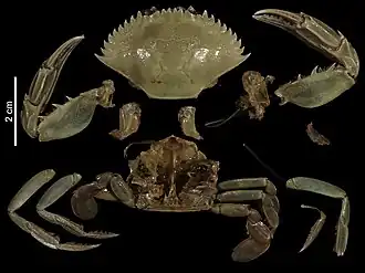 Portunus (Portunus) convexus