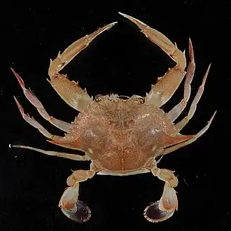 Portunus (Portunus) sayi