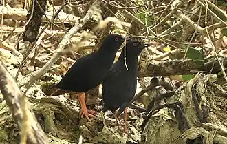 Hendersonporseleinhoen