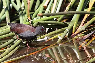 Pacifisch porseleinhoen