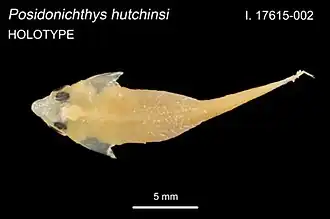 Posidonichthys hutchinsi