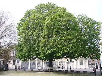 'Postzegelboom' aan het Noordeinde (Den Haag), geplant in 1883