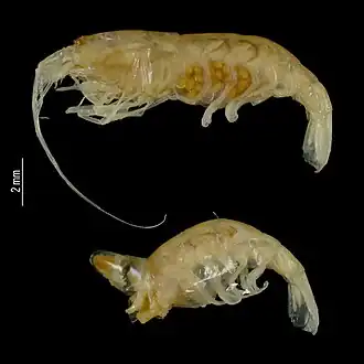 Potamalpheops monodi