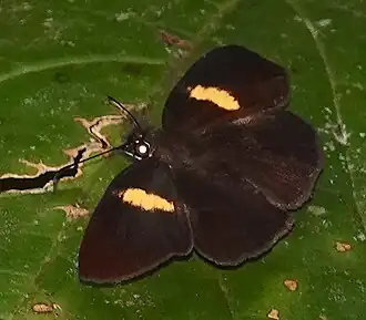 Potamanaxas flavofasciata