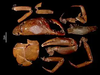 Potamocarcinus nicaraguensis