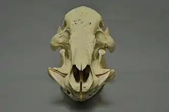 vooraanzicht schedel