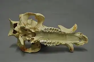 onderaanzicht bovenkaak