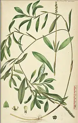 Gegolfd fonteinkruid in Flora Danica