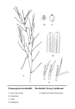 A: bovenste stengelstuk, B: vruchten, C: vrucht, D: bladtoppen, C: stengels met open steunblaadjes
