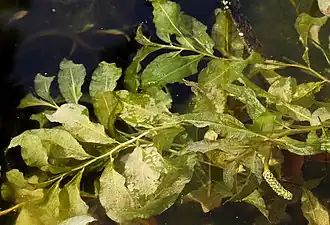 Glanzig fonteinkruid