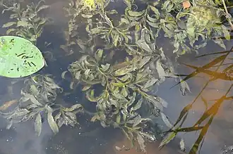 Gegolfd fonteinkruid