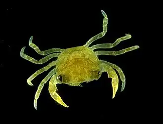 Juveniele krab