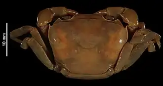 Potamonautes ballayi