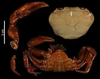 Potamonautes dybowskii