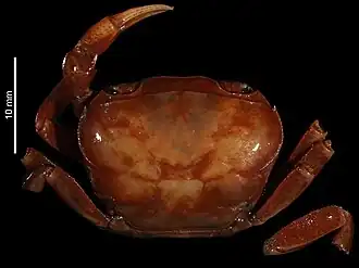 Potamonautes ecorssei