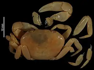 Potamonautes jeanneli