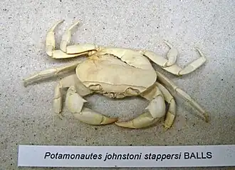 Potamonautes johnstoni