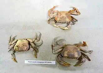 Potamonautes lirrangensis