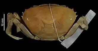 Potamonautes paecilei