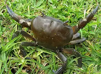 Potamonautes perlatus