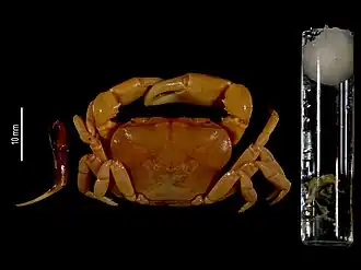 Potamonautes triangulus